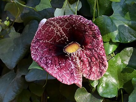 Aristolochia_littoralis