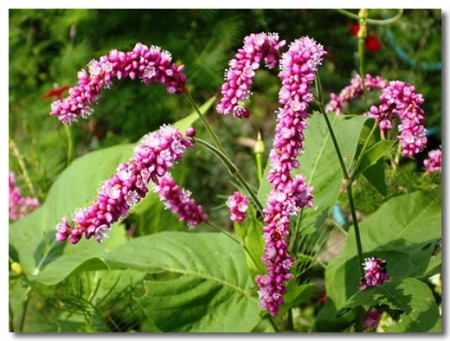 polygonum_orientale_flower_01